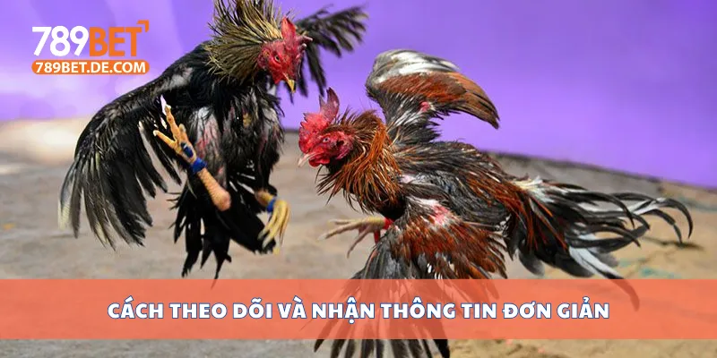 Đá Gà Thomo Hôm Nay Có Gì Hot? Xem Ngay Lịch Thi Đấu 4 Cách theo dõi và nhận thông tin đơn giản