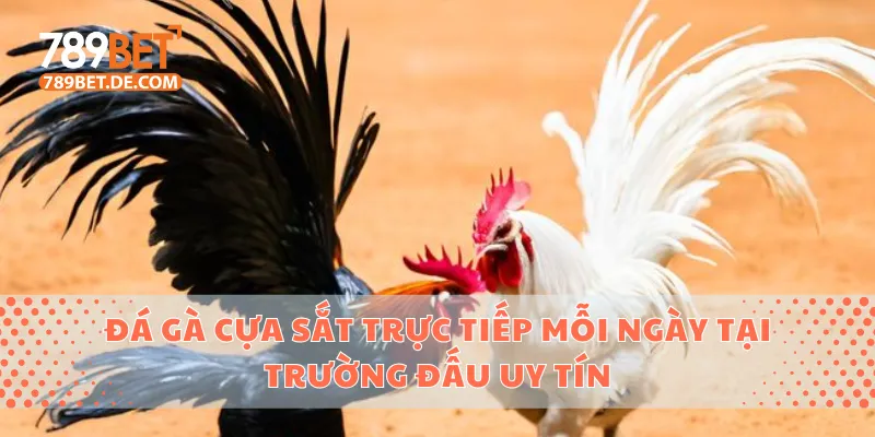 Đá gà cựa sắt
