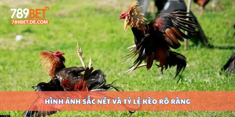 Hình ảnh sắc nét và tỷ lệ kèo rõ ràng
