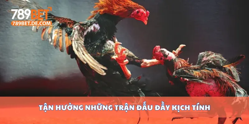 Tận hưởng những trận đấu đầy kịch tính